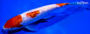 7.75" GINRIN KOHAKU