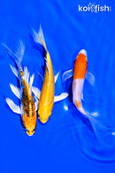 PACK OF (3) 4-5" BUTTERFLY KOI