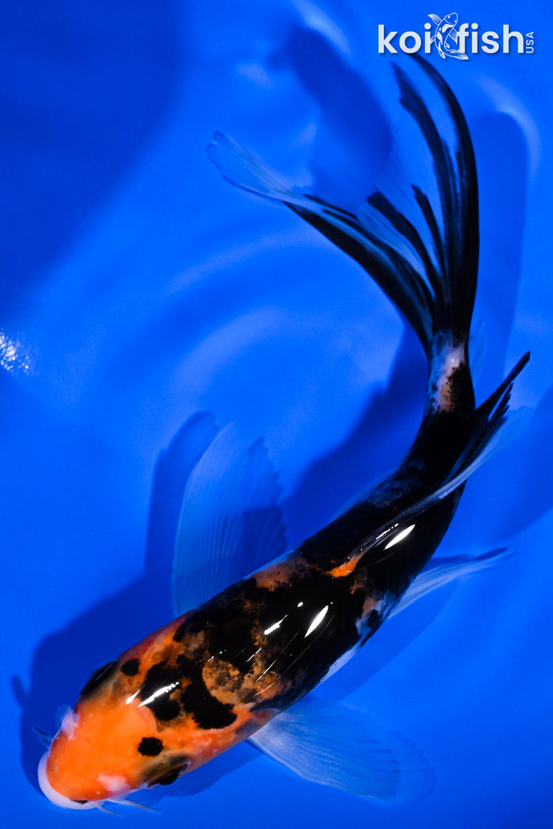 6" SANKE BUTTERFLY