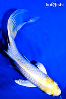 6.75" LEMON HARIWAKE BUTTERFLY