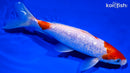 7.75" GINRIN KOHAKU