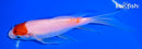 7" TANCHO KOHAKU BUTTERFLY