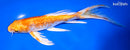 9.25" GINRIN HARIWAKE BUTTERFLY