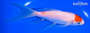 7" TANCHO KOHAKU BUTTERFLY