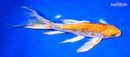9.25" GINRIN HARIWAKE BUTTERFLY