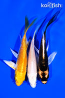 PACK OF (3) 4-5" BUTTERFLY KOI