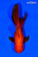 5.5" ORANDA GOLDFISH