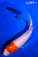 7" TANCHO KOHAKU BUTTERFLY