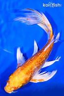 9.25" GINRIN HARIWAKE BUTTERFLY