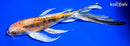 7.5" HEISEI NISHIKI BUTTERFLY