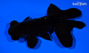 5" TELESCOPE FANTAIL GOLDFISH