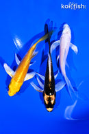 PACK OF (3) 4-5" BUTTERFLY KOI