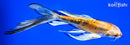 7.5" HEISEI NISHIKI BUTTERFLY