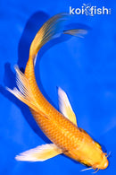 5.75" YAMABUKI OGON BUTTERFLY