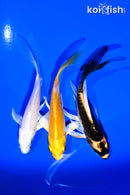 PACK OF (3) 4-5" BUTTERFLY KOI