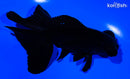 5" TELESCOPE FANTAIL GOLDFISH