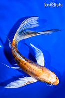 7.5" HEISEI NISHIKI BUTTERFLY