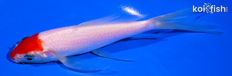 5.75" KOHAKU BUTTERFLY