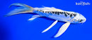 6.5" ARAGOKE GIN MATSUBA BUTTERFLY
