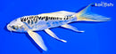 6.5" ARAGOKE GIN MATSUBA BUTTERFLY