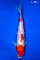 7.75" GINRIN KOHAKU