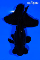 5" TELESCOPE FANTAIL GOLDFISH