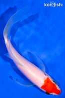 5.75" KOHAKU BUTTERFLY