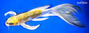 10" GINRIN KUJAKU BUTTERFLY