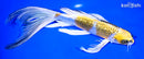10" GINRIN KUJAKU BUTTERFLY