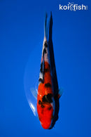 6" SANKE