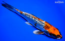 8.75" GINRIN KUJAKU