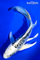 6.5" ARAGOKE GIN MATSUBA BUTTERFLY