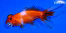 4.75" TELESCOPE FANTAIL GOLDFISH