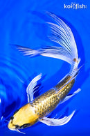 10" GINRIN KUJAKU BUTTERFLY