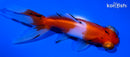4.75" TELESCOPE FANTAIL GOLDFISH
