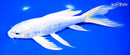 9" PLATINUM OGON BUTTERFLY