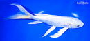 9" PLATINUM OGON BUTTERFLY
