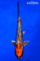 8.75" GINRIN KUJAKU