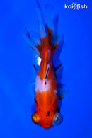 4.75" TELESCOPE FANTAIL GOLDFISH