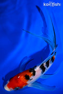 6.75" SANKE BUTTERFLY