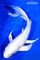 9" PLATINUM OGON BUTTERFLY