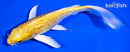 6.75" GINRIN YAMABUKI OGON BUTTERFLY