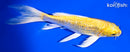 6.75" GINRIN YAMABUKI OGON BUTTERFLY