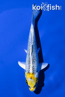 6.25" KUJAKU
