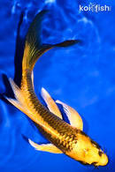 6.25" KI MATSUBA BUTTERFLY