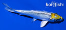 6.25" KUJAKU