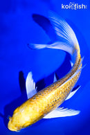 6.75" GINRIN YAMABUKI OGON BUTTERFLY