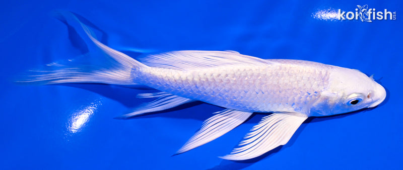 6" PLATINUM OGON BUTTERFLY