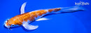 6.75" GINRIN HARIWAKE BUTTERFLY