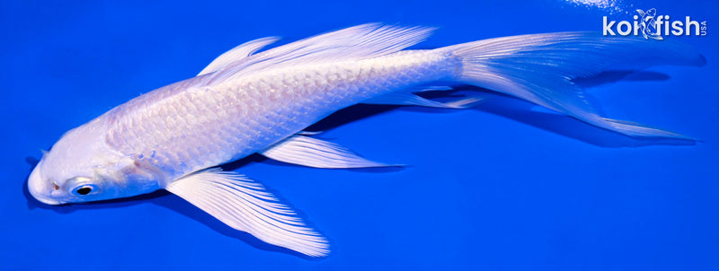 6" PLATINUM OGON BUTTERFLY